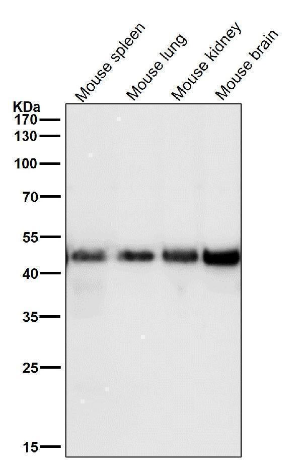 All lanes use the Antibody at 1:3K dilution for 1 hour at room temperature.