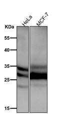 All lanes use the Antibody at 1:8K dilution for 1 hour at room temperature.
