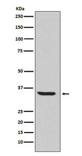 Western blot analysis of Endo G expression in HepG2 cell lysate.