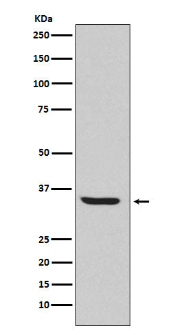 Western blot analysis of Endo G expression in HepG2 cell lysate.