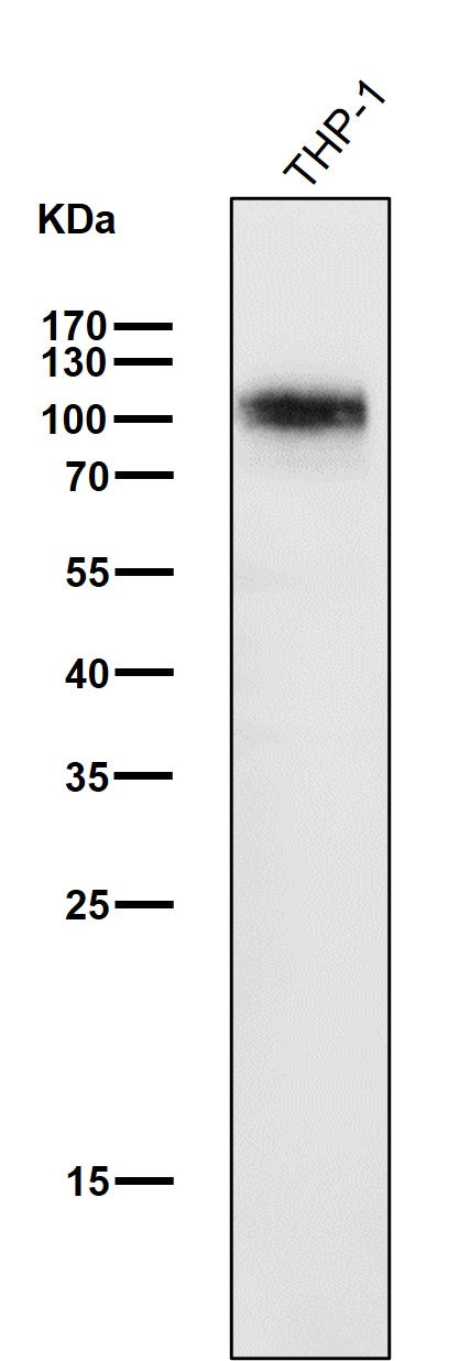 All lanes use the Antibody at 1:3K dilution for 1 hour at room temperature.