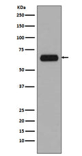 Western blot analysis of TCF3 expression in A431 cell lysate.