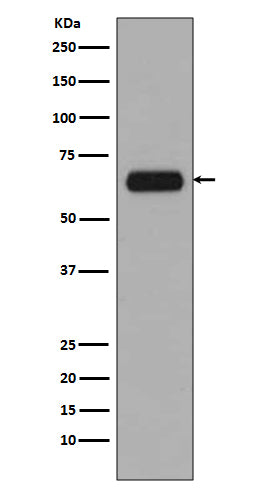 Western blot analysis of TCF3 expression in A431 cell lysate.