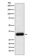 Western blot analysis of Alpha SNAP expression in Molt4 cell lysate.