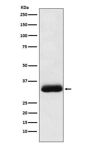 Western blot analysis of Alpha SNAP expression in Molt4 cell lysate.