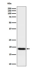 Western blot analysis of TNFAIP8 expression in A549 cell lysate.