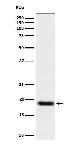 Western blot analysis of TNFAIP8 expression in A549 cell lysate.