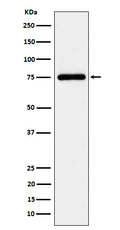 Western blot analysis of TUG expression in K562 cell lysate.