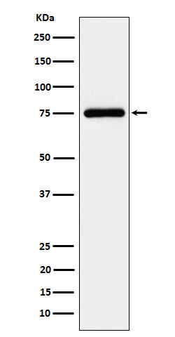 Western blot analysis of TUG expression in K562 cell lysate.