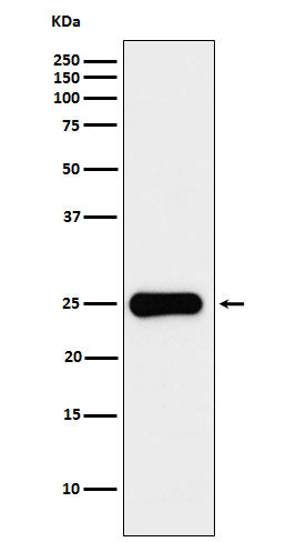 Western blot analysis of Placental lactogen expression in JAR cell lysate.