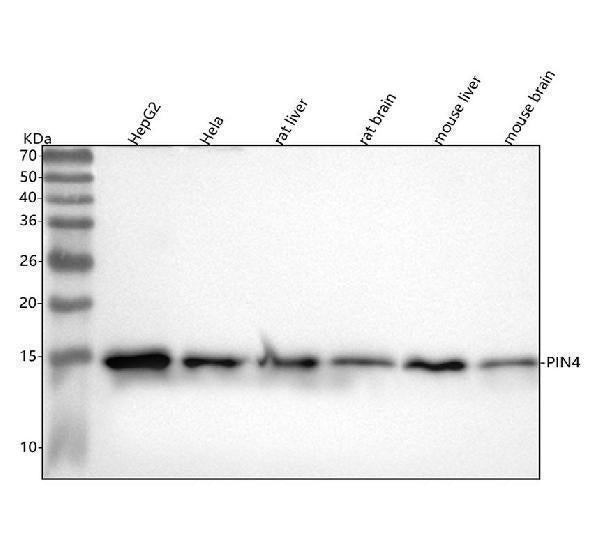 Anti-PIN4 Rabbit Monoclonal Antibody