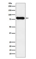 Western blot analysis of IGHD expression in Humantonsil cell lysate.