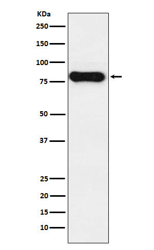 Western blot analysis of IGHD expression in Humantonsil cell lysate.