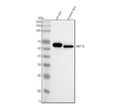 Anti-Cytokeratin 12 Rabbit Monoclonal Antibody