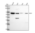Anti-Emi1 Rabbit Monoclonal Antibody