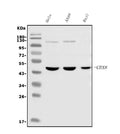 Anti-Cbx8 Antibody Picoband® (monoclonal, 8G7)