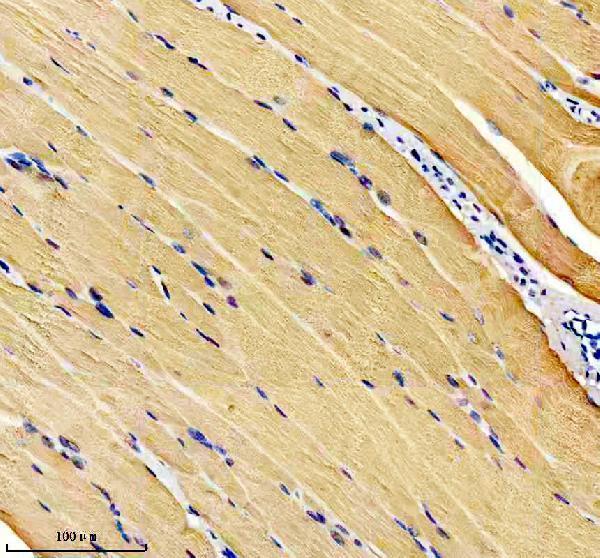 Anti-Calsequestrin 1 Monoclonal Antibody