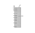 Anti-Caspase 5 CASP5 Rabbit Monoclonal Antibody