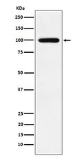 Western blot analysis of Calmegin expression in Jurkat cell lysate.