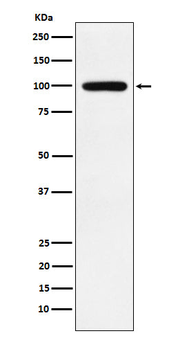 Western blot analysis of Calmegin expression in Jurkat cell lysate.