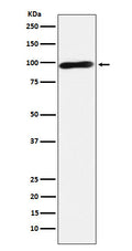 Western blot analysis of Calmegin expression in Jurkat cell lysate.