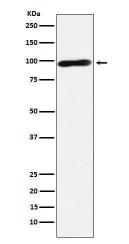 Western blot analysis of Calmegin expression in Jurkat cell lysate.