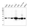 Anti-AKR1D1 Antibody Picoband® (monoclonal, 6I4)
