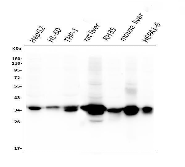 Anti-AKR1D1 Antibody Picoband® (monoclonal, 6I4)