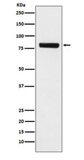 Western blot analysis of SEC23 expression in HeLa cell lysate.