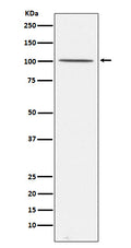 Western blot analysis of Gemin 3 expression in 293T cell lysate.