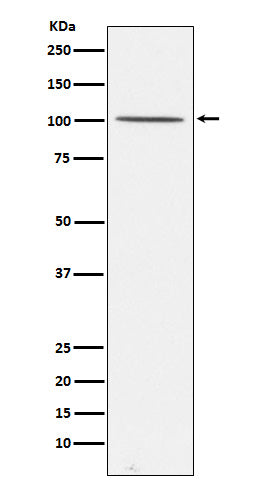 Western blot analysis of Gemin 3 expression in 293T cell lysate.