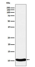 Western blot analysis of CCL27 expression in Human CCL27 recombinant protein cell lysate.