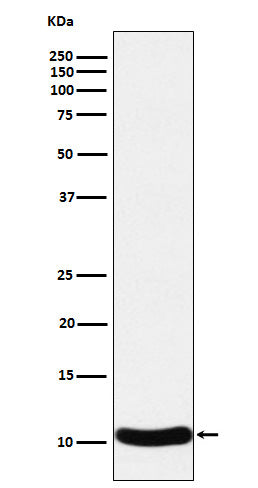 Western blot analysis of CCL27 expression in Human CCL27 recombinant protein cell lysate.