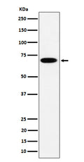 Western blot analysis of SLC27A4 expression in HepG2 cell lysate.