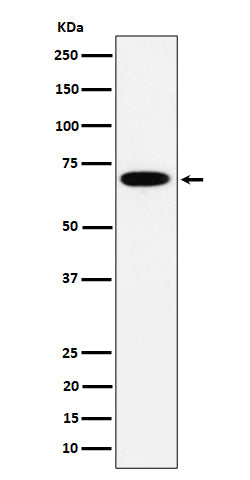 Western blot analysis of SLC27A4 expression in HepG2 cell lysate.