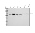 Anti-SNAP29 Rabbit Monoclonal Antibody