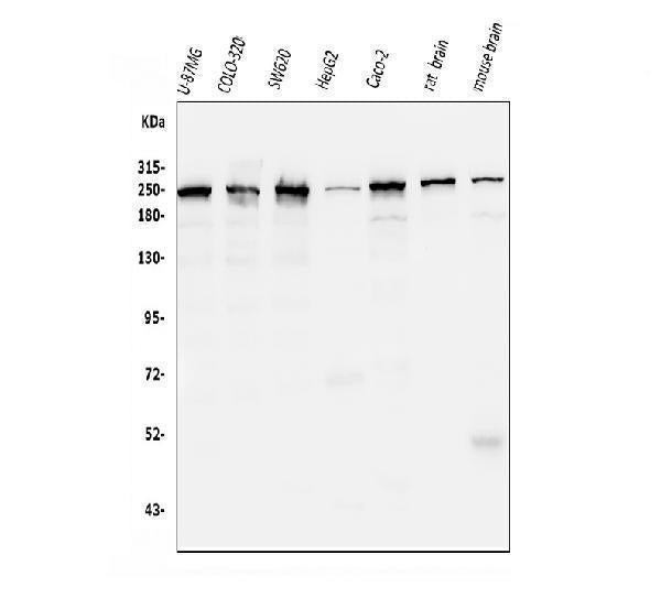 Anti-ch TOG/CKAP5 Antibody Picoband® (monoclonal, 3C13)