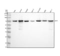 Anti-KIFC1 Rabbit Monoclonal Antibody