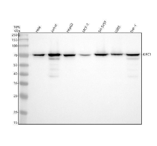 Anti-KIFC1 Rabbit Monoclonal Antibody