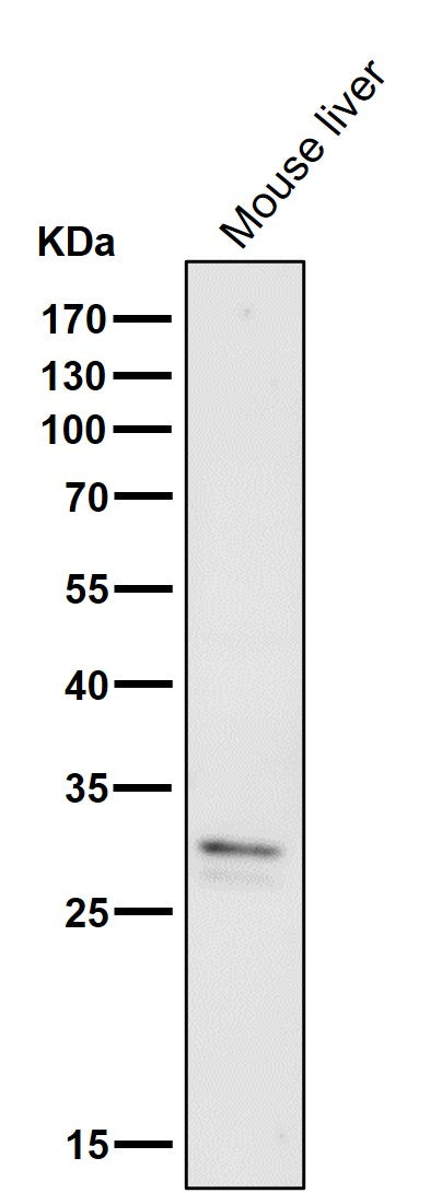 All lanes use the Antibody at 1:1W dilution for 1 hour at room temperature.