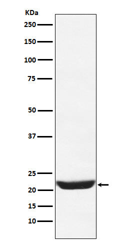 Western blot analysis of NCS1 expression in 293T cell lysate.