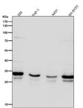 All lanes use the Antibody at 1:6K dilution for 1 hour at room temperature.
