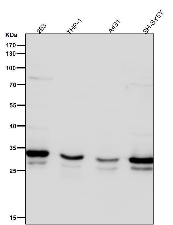 All lanes use the Antibody at 1:6K dilution for 1 hour at room temperature.