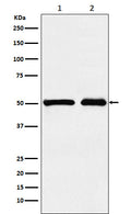 Western blot analysis of KMT5A / SETD8 / Pr-SET7 expression in (1) 293T cell lysate; (2) NIH/3T3 cell lysate.