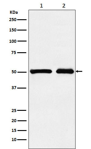 Western blot analysis of KMT5A / SETD8 / Pr-SET7 expression in (1) 293T cell lysate; (2) NIH/3T3 cell lysate.