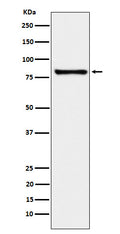 Western blot analysis of MARK3 expression in K562 cell lysate.