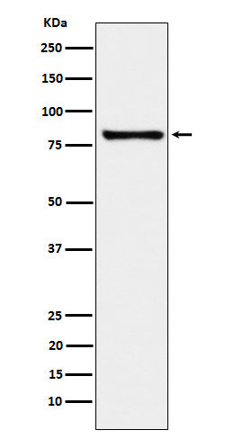 Western blot analysis of MARK3 expression in K562 cell lysate.