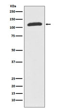 Anti-ABCF1 Rabbit Monoclonal Antibody