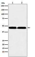 Western blot analysis of KMT1B / SUV39H2 expression in (1) MOLT-4 cell lysate; (2) Human testis lysate.