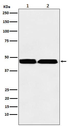 Western blot analysis of KMT1B / SUV39H2 expression in (1) MOLT-4 cell lysate; (2) Human testis lysate.